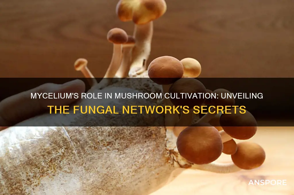 does mycelium growing mushrooms