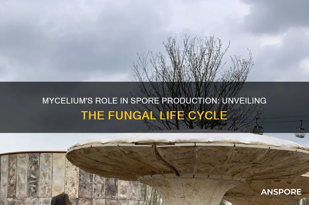 does mycelium produce spores