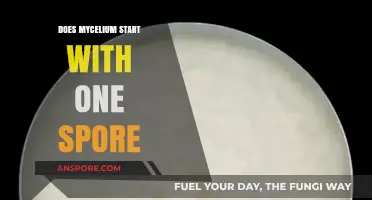 Unveiling Mycelium's Origin: Does It Begin with a Single Spore?