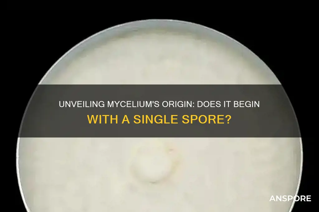 does mycelium start with one spore