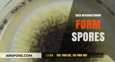 Does Mycobacterium Form Spores? Unraveling the Truth Behind This Myth
