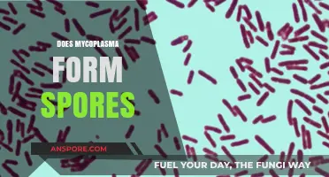 Mycoplasma and Spores: Unraveling the Truth Behind Their Formation
