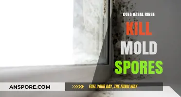 Nasal Rinse: Effective Mold Spores Killer or Just a Myth?