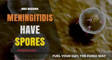 Neisseria Meningitidis: Understanding Its Structure and Sporulation Potential
