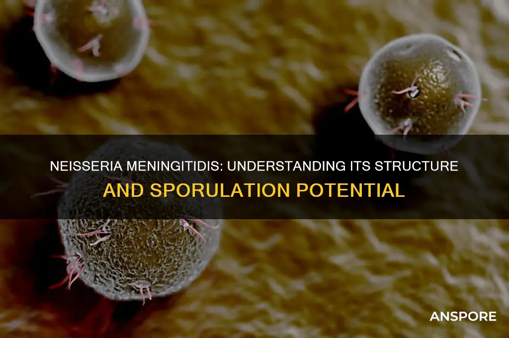 does neisseria meningitidis have spores