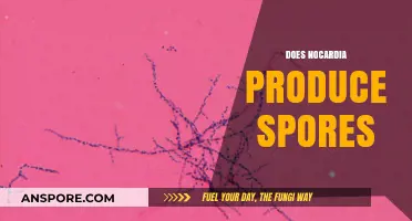Does Nocardia Produce Spores? Unraveling the Truth About Its Reproduction