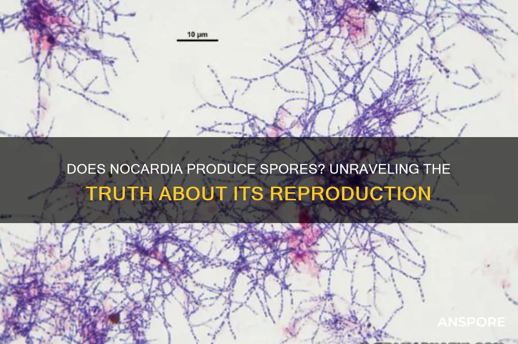 does nocardia produce spores