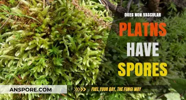 Do Non-Vascular Plants Produce Spores? Unveiling Their Reproduction Secrets
