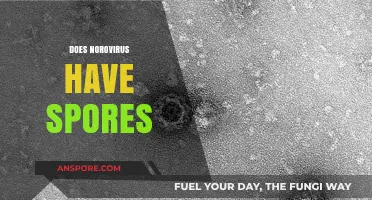 Norovirus Spores: Fact or Fiction? Unraveling the Truth About Transmission