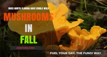 Fall Foraging in North Florida: Discovering Edible Wild Mushrooms