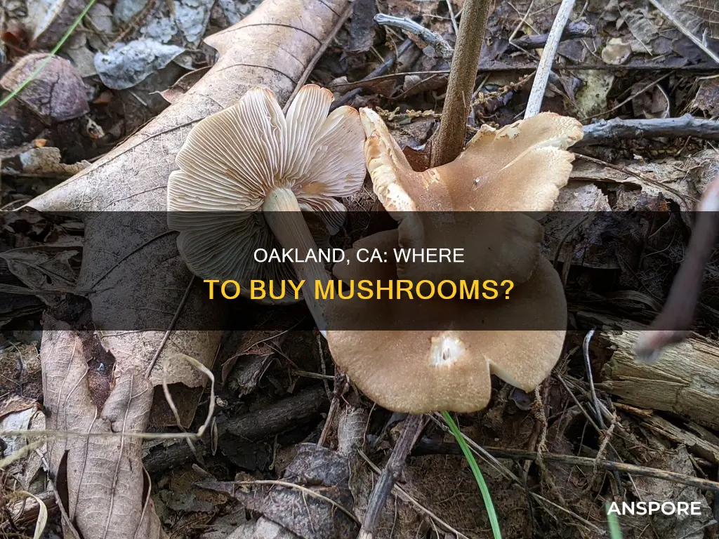 does oakland ca sell mushrooms