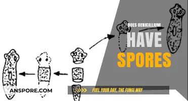 Understanding Oenicillium: Exploring Its Spores and Fungal Reproduction Process