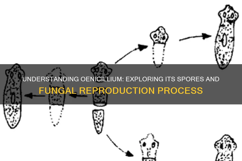 does oenicillium have spores