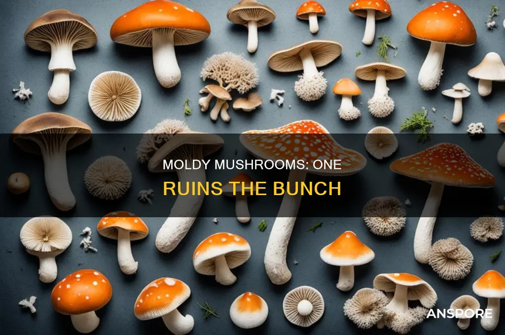does one moldy mushroom ruin the rest