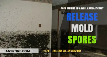 Opening Walls: Does It Unleash Hidden Mold Spores?