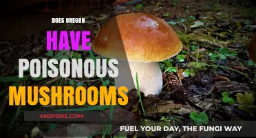 Oregon's Fungal Hazards: Identifying Poisonous Mushrooms in the Pacific Northwest