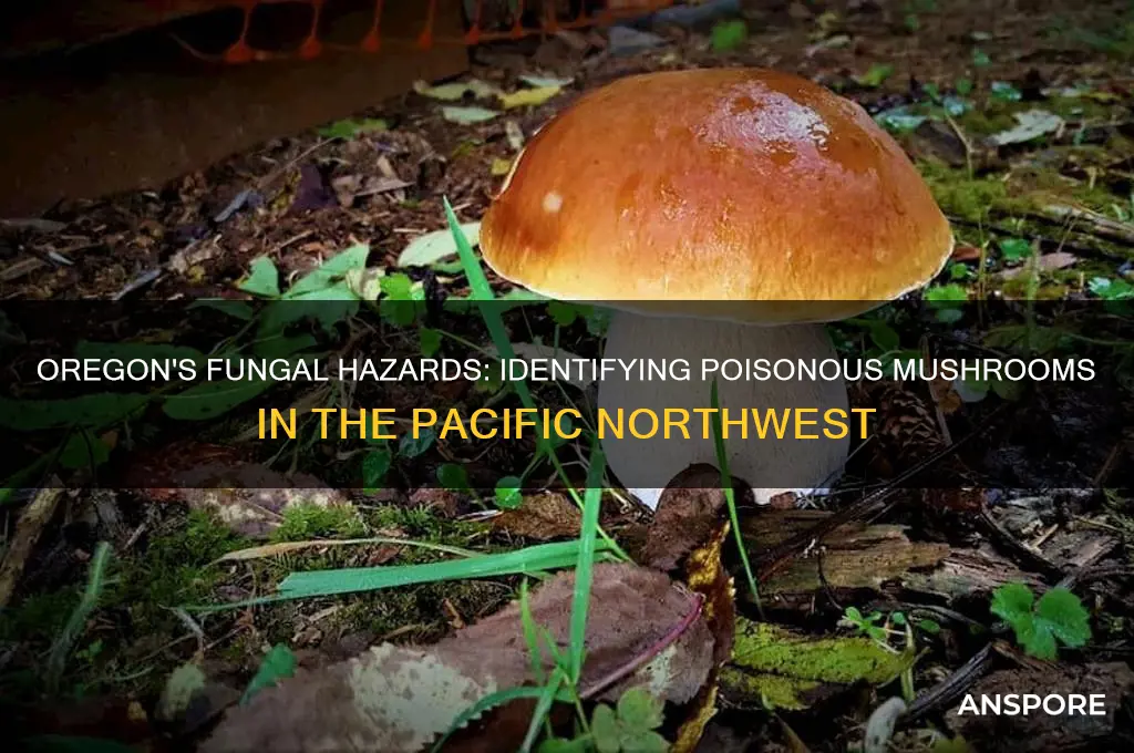 does oregon have poisonous mushrooms