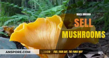 Mushroom Hunting in Oregon: Where to Buy?
