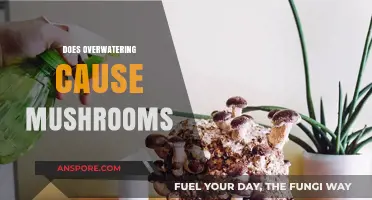 Overwatering and Mushrooms: What's the Connection?