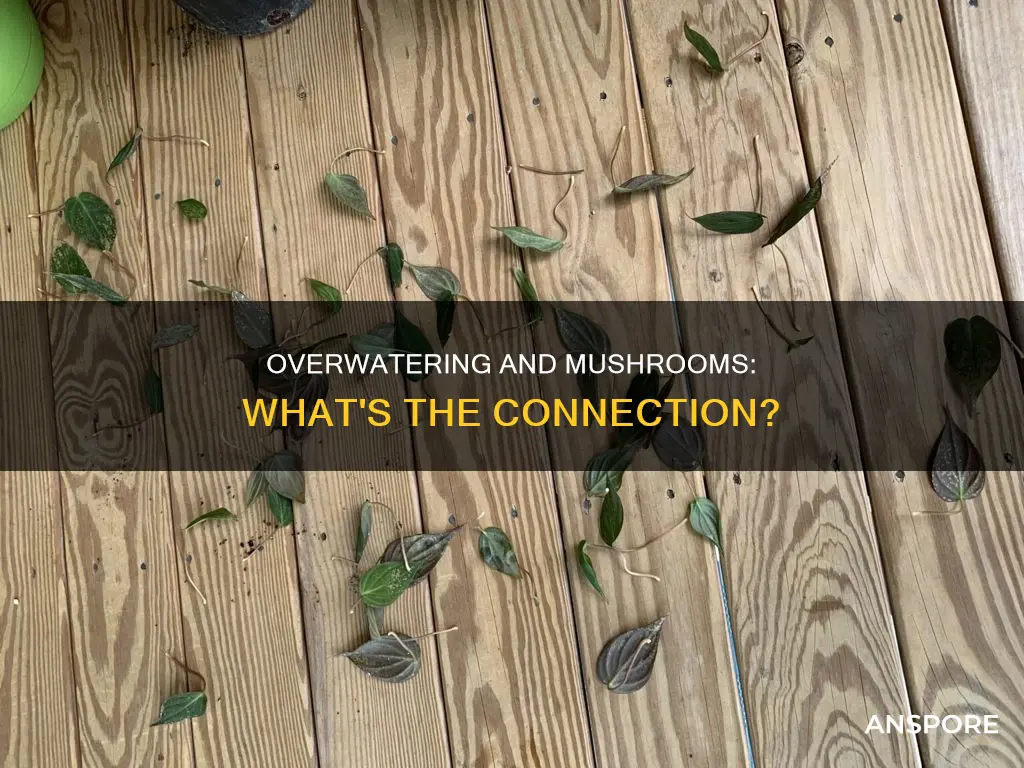 does overwatering cause mushrooms