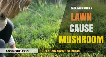 Overwatering Lawns: A Haven for Mushrooms?