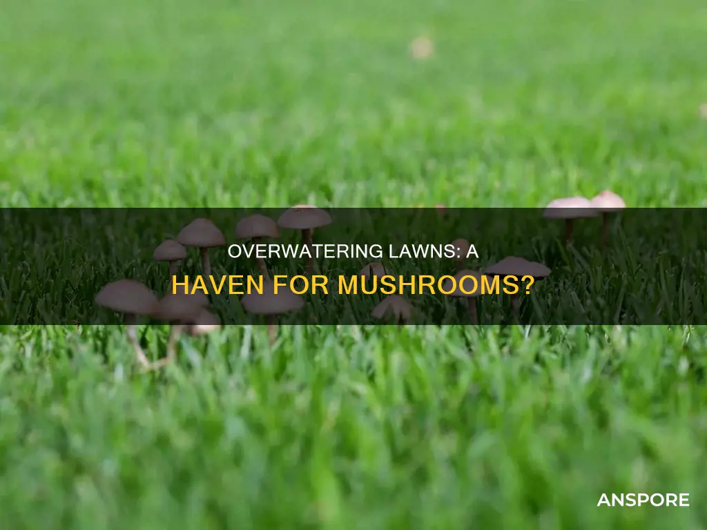 does overwatering lawn cause mushrooms