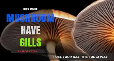 The Oyster Mushroom's Gills: What's Under the Cap?