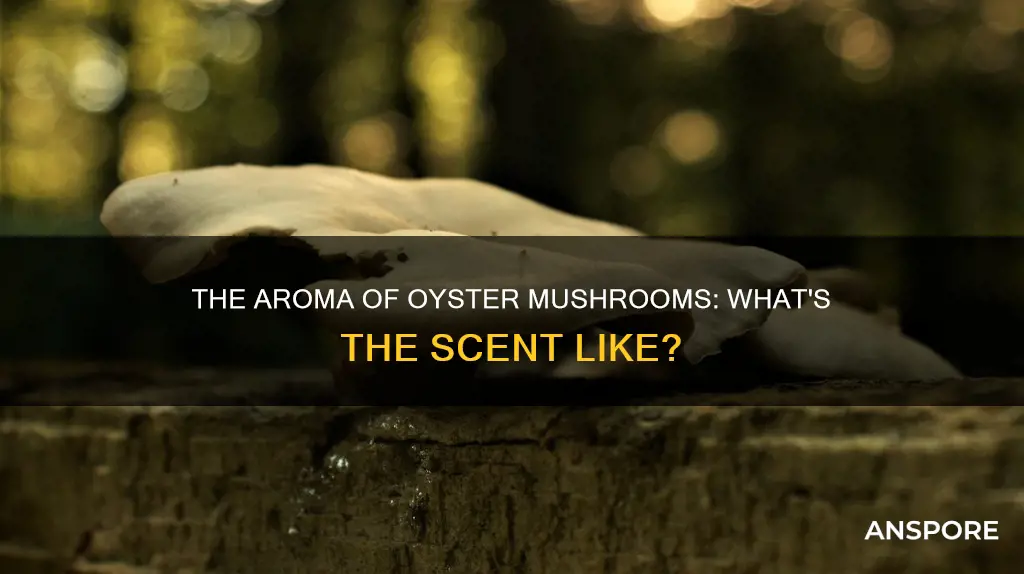 does oyster mushroom smell