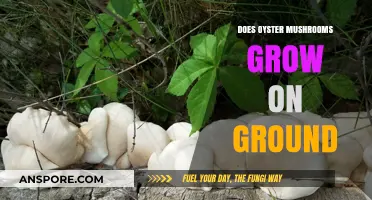 Can Oyster Mushrooms Grow on the Ground? Facts and Tips