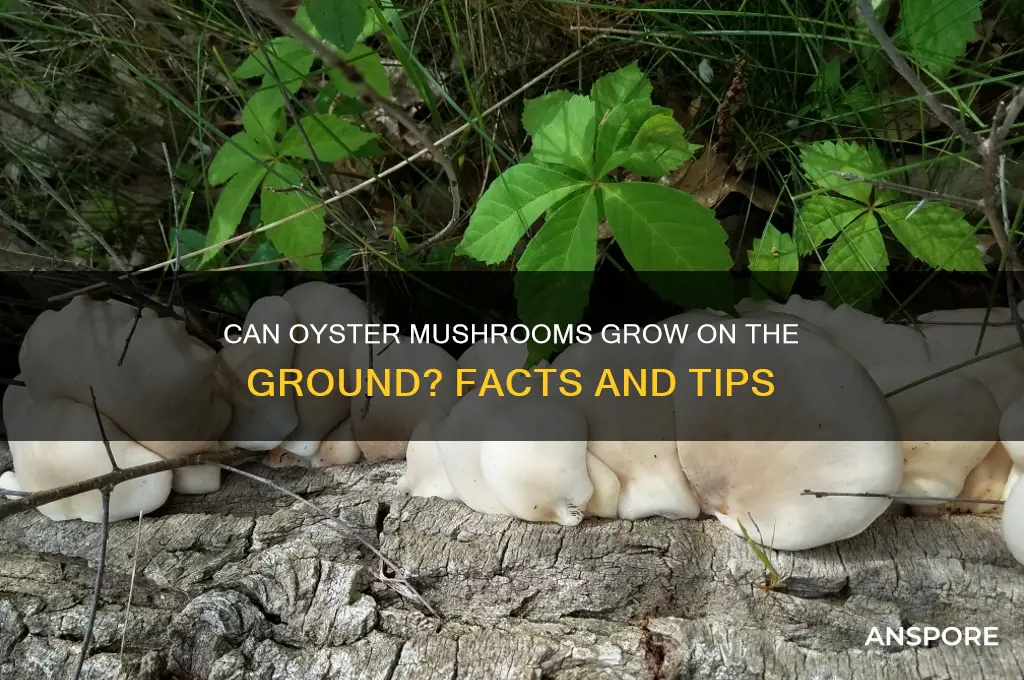 does oyster mushrooms grow on ground