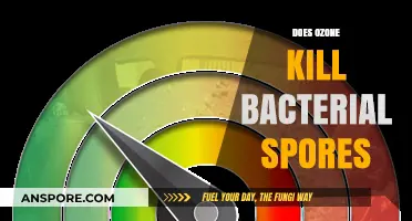 Ozone's Power: Can It Effectively Eliminate Bacterial Spores?