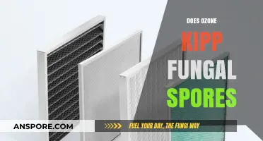 Ozone's Power Against Fungal Spores: Effectiveness and Applications