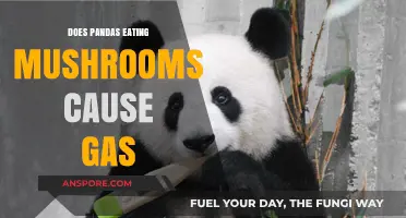 Pandas and Mushrooms: Unraveling the Mystery of Gas in Their Diet