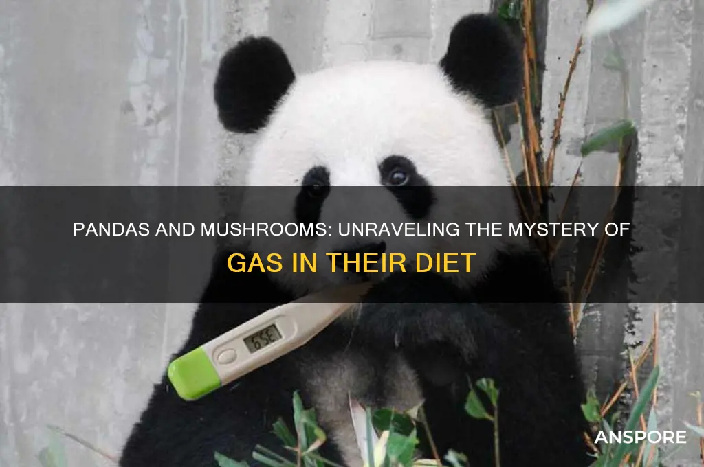 does pandas eating mushrooms cause gas