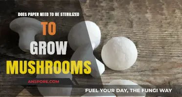 Sterilizing Paper for Mushroom Cultivation: Necessary Step or Myth?