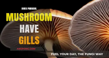 Mushroom gills: Parasol's unique feature explored
