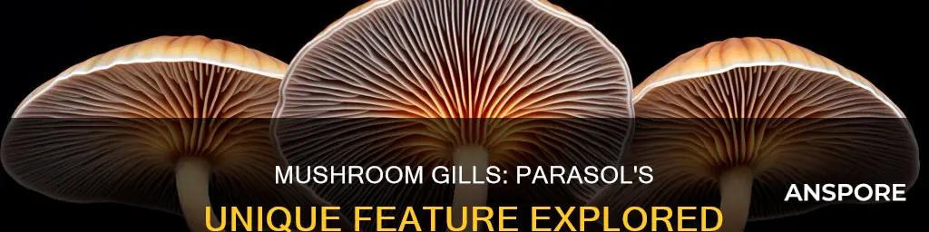 does parasol mushroom have gills