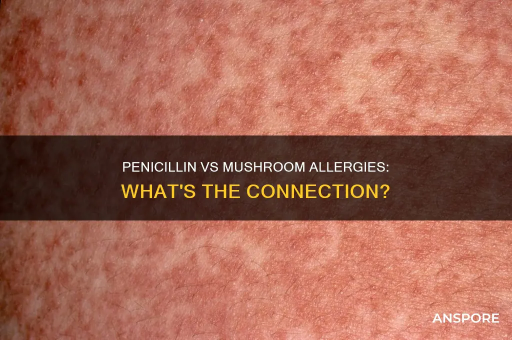 does penicillin allergy indicate mushroom allergy