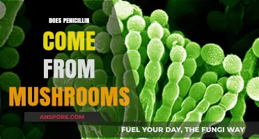 How Mushrooms Led to the Discovery of Penicillin