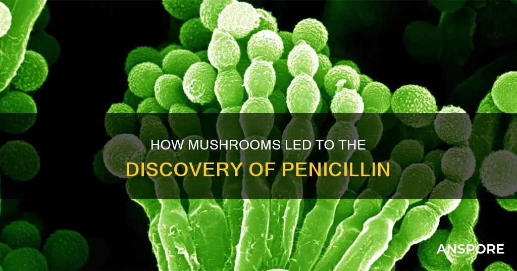 does penicillin come from mushrooms