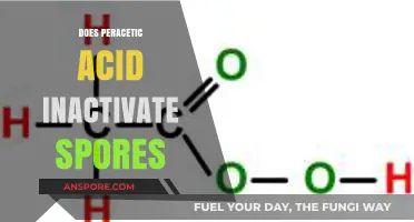 Peracetic Acid's Efficacy in Inactivating Spores: A Comprehensive Analysis