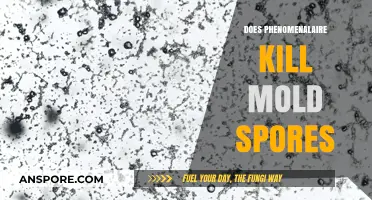 Does Phenomenal Aire Effectively Eliminate Mold Spores in Your Home?