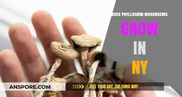 Do Psilocybin Mushrooms Grow in New York? Exploring the Possibility