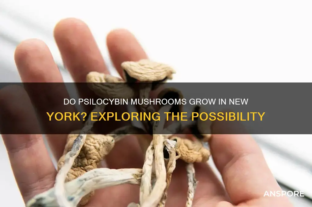 does phyllosibin mushrooms grow in ny