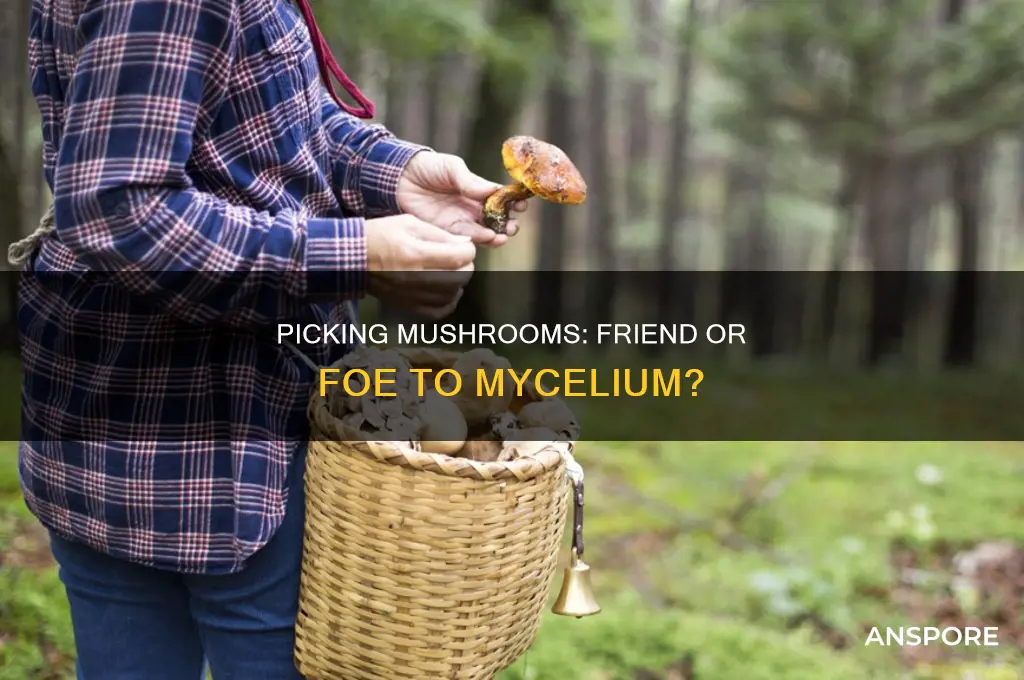 does picking mushrooms hurt the mycelium