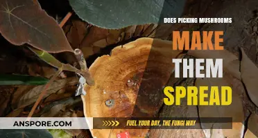 Picking Mushrooms: Does Harvesting Help or Hinder Their Spread?