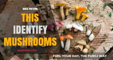 Picture This: Identify Mushrooms with AI