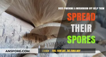 How Mushrooms Spread Spores: Pinching Technique Explored