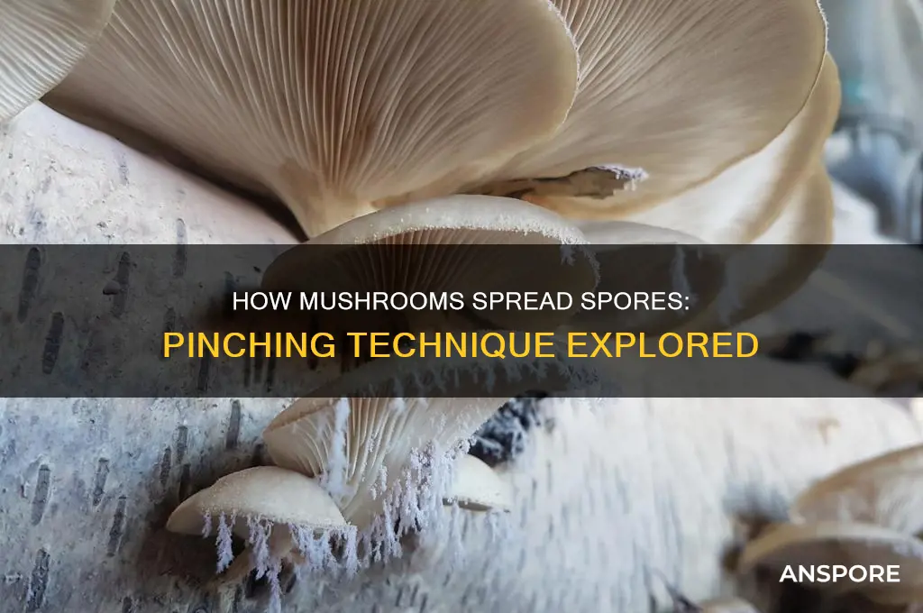 does pinching a mushroom off help them spread their spores