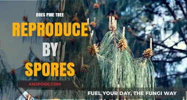 Pine Tree Reproduction: Spores or Seeds? Unraveling the Mystery